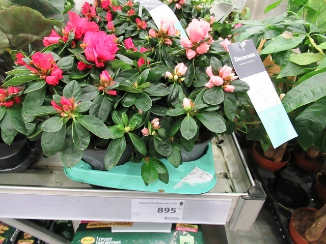 фото автора, цены на 03 декабря 2024 г в Мегасаде г. Йошкар - Ола (Марий ЭЛ)