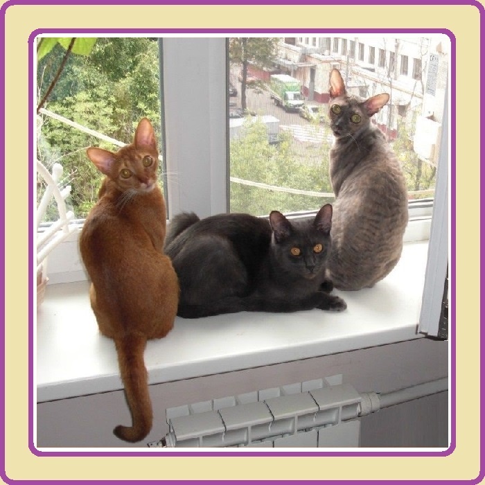 Абби, Смоки и Мисти - музы!