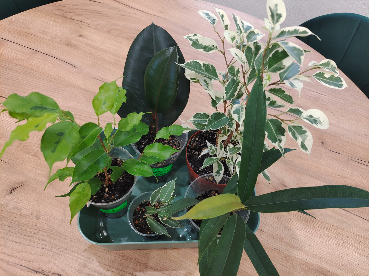 Растений на продажу сейчас саовсем мало, все пересаживается, делится и черенкуется - готовлюсь к весне