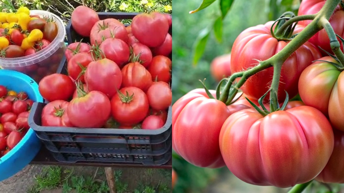 Результат одного квадратного метра: урожай проверенных сортов томатов