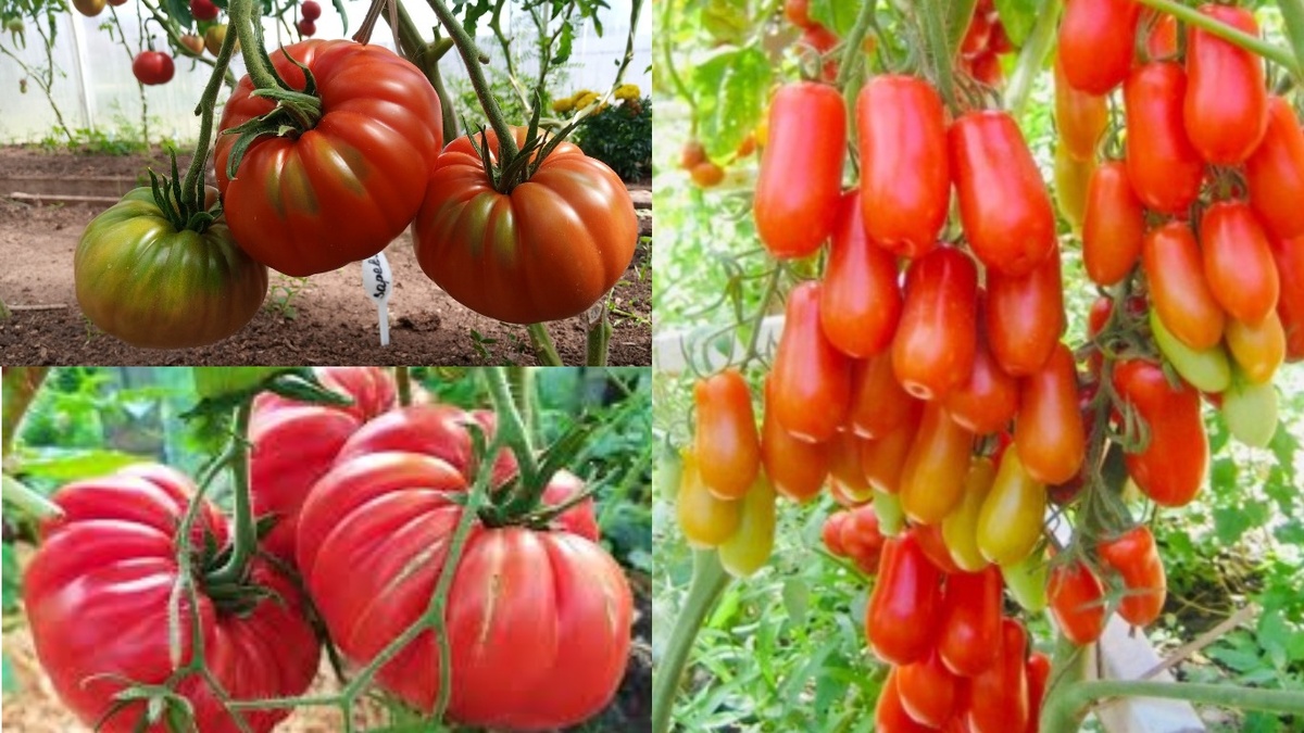 Сравнение размеров и форм плодов разных сортов