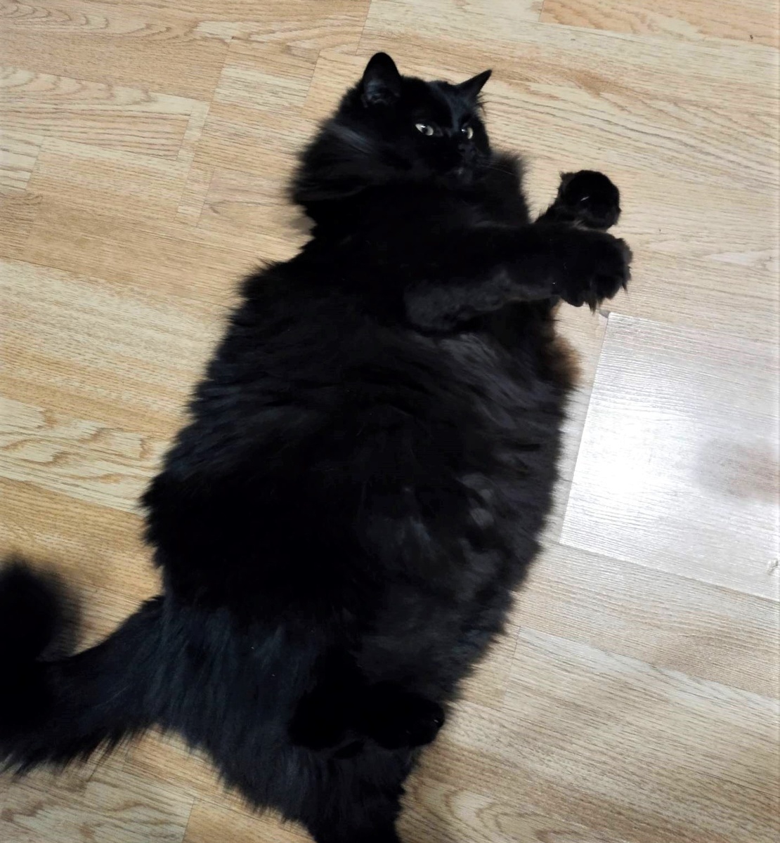 Семь кило котятины