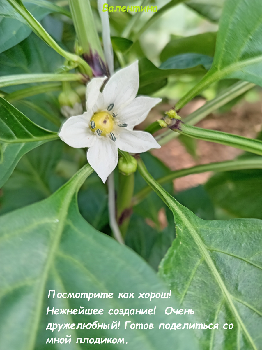 Смотрите и любуйтесь, какой милый!