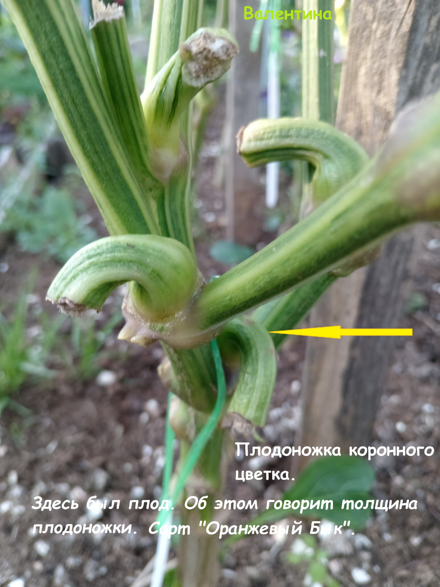 Всё о коронном цветке. Где и что.