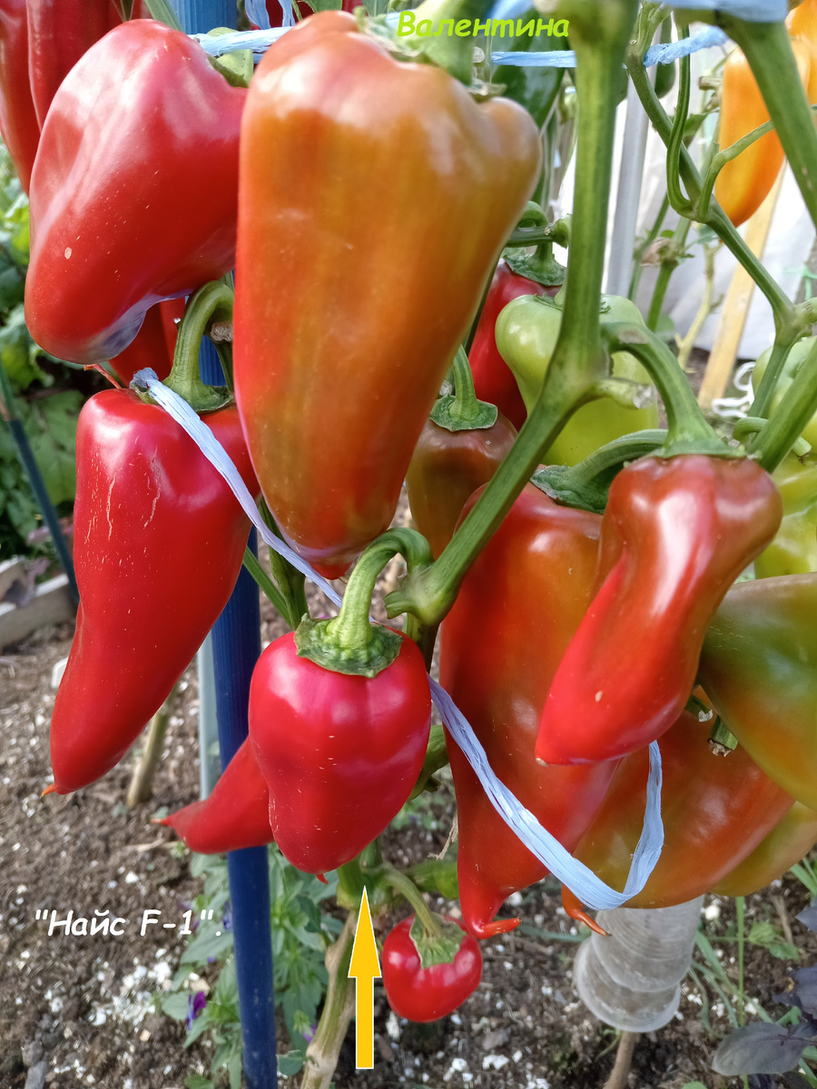 Это гибридный сорт "Найс". Открытый грунт. Окрасился, но не набрал вес.