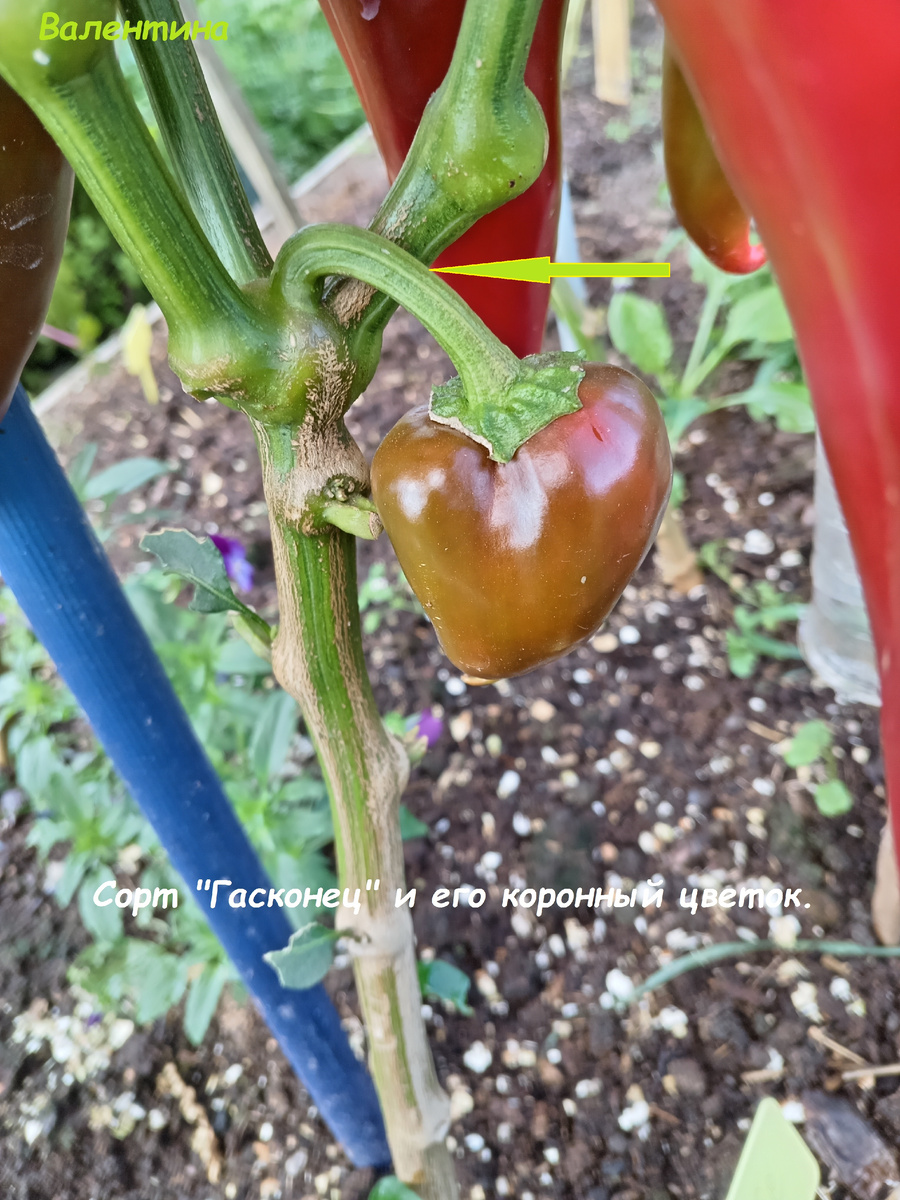 Это гибридный сорт "Гасконец". Открытый грунт. Деформация, нет окрашивания.