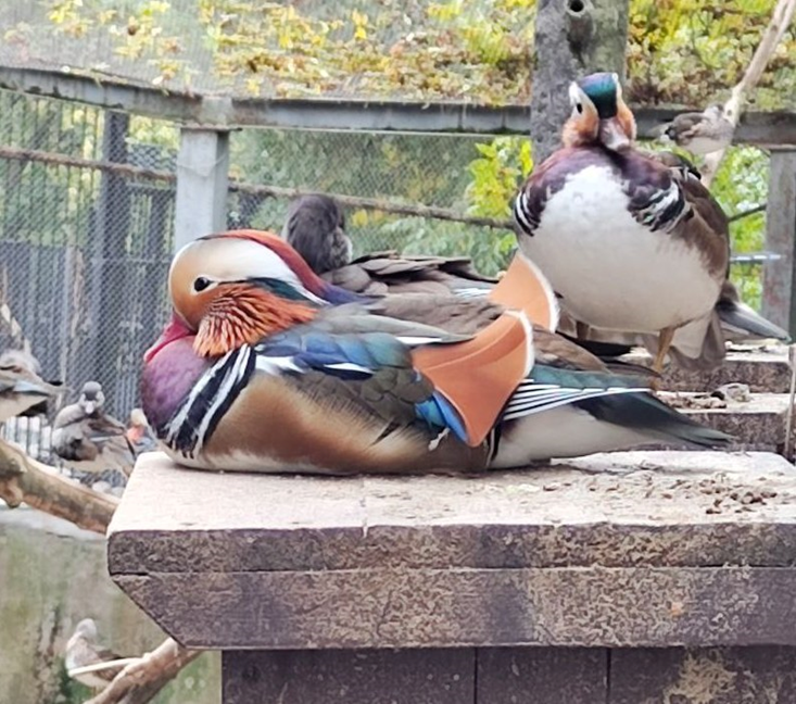 Утки мандаринки в Московском зоопарке (фото О.Мороз)