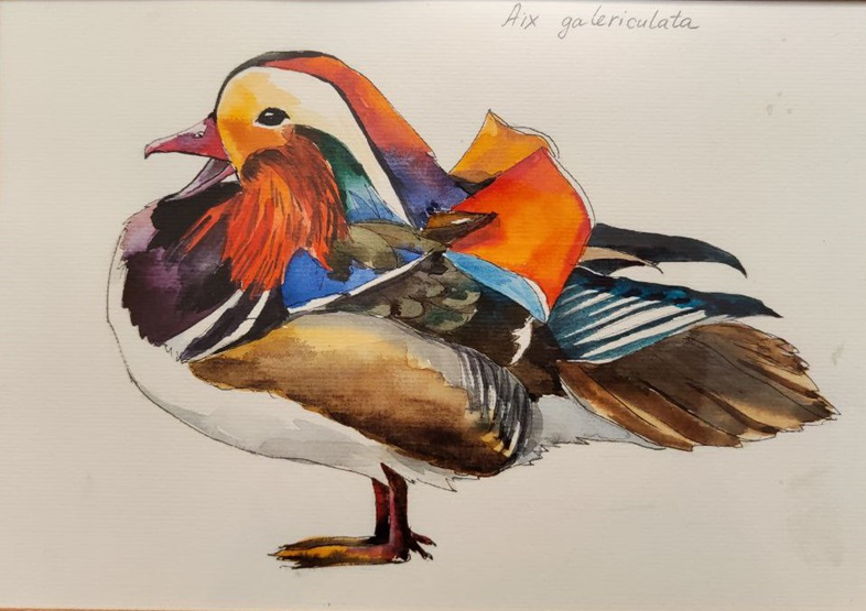 Мандаринка (рисунок О.Мороз)