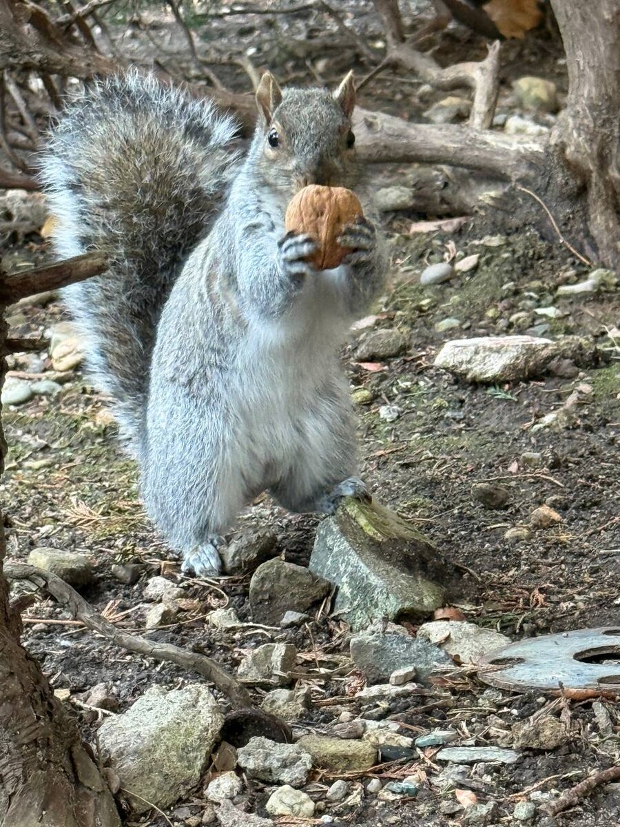 Белка серая.
