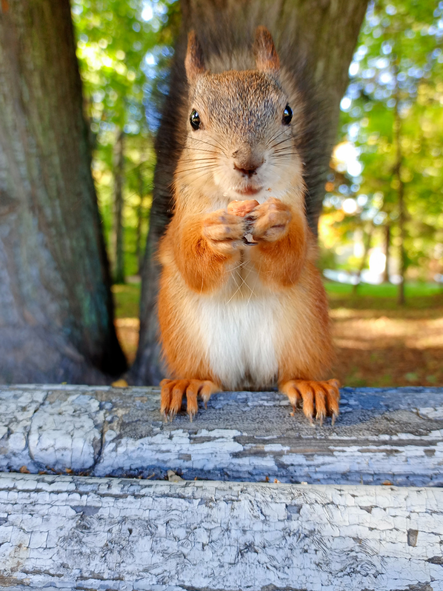 Рыжая белка.