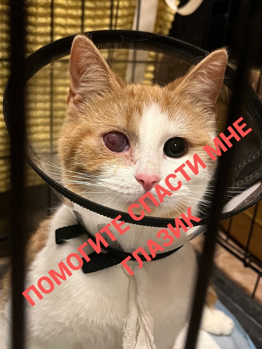 Асти, котенок, возраст около 6 месяцев