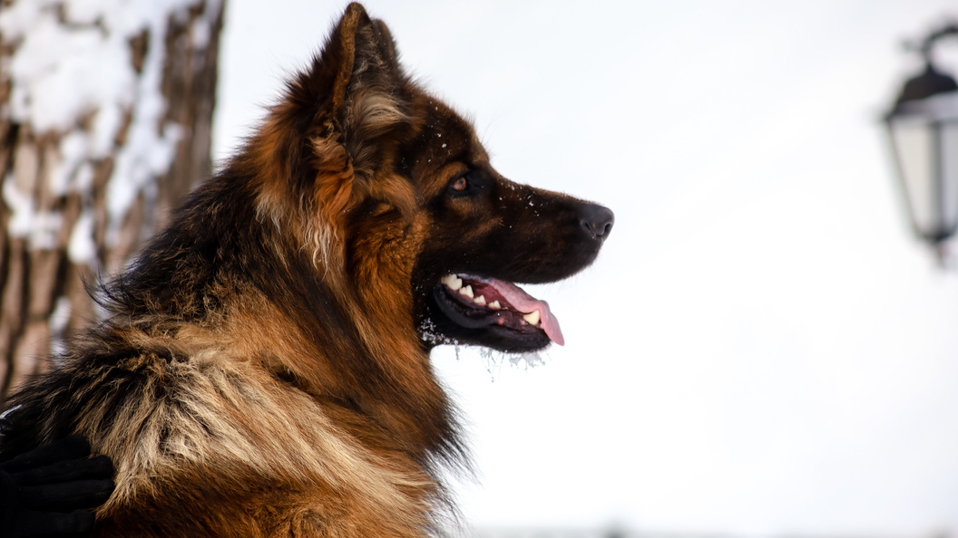    Фото: Elena Mayorova/Globallookpress