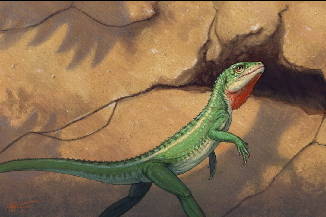 ещё один Эудибам.