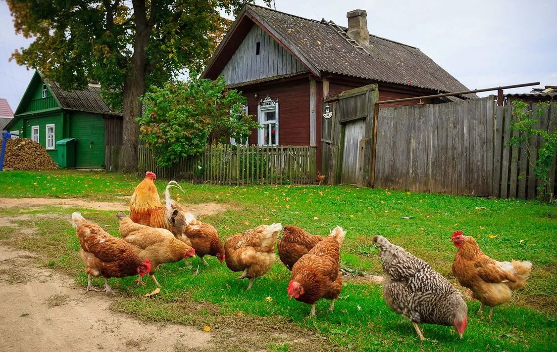 Яндекс картинки