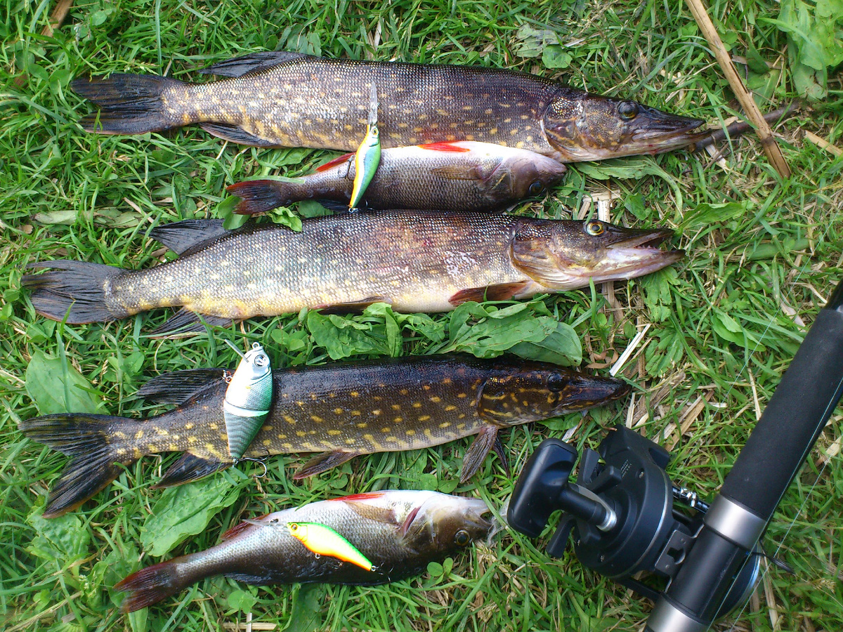 обычные уловы этого озера, по крайней мере у меня .