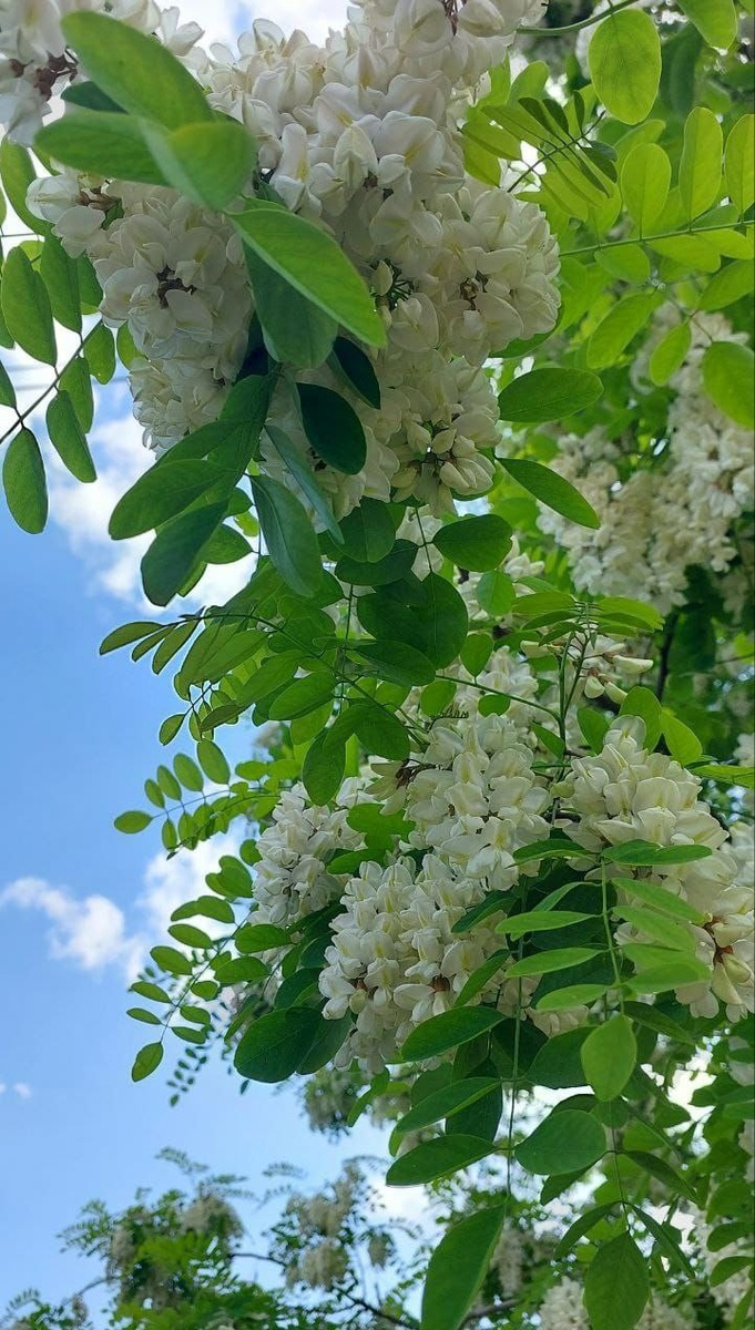 Цветущая акация