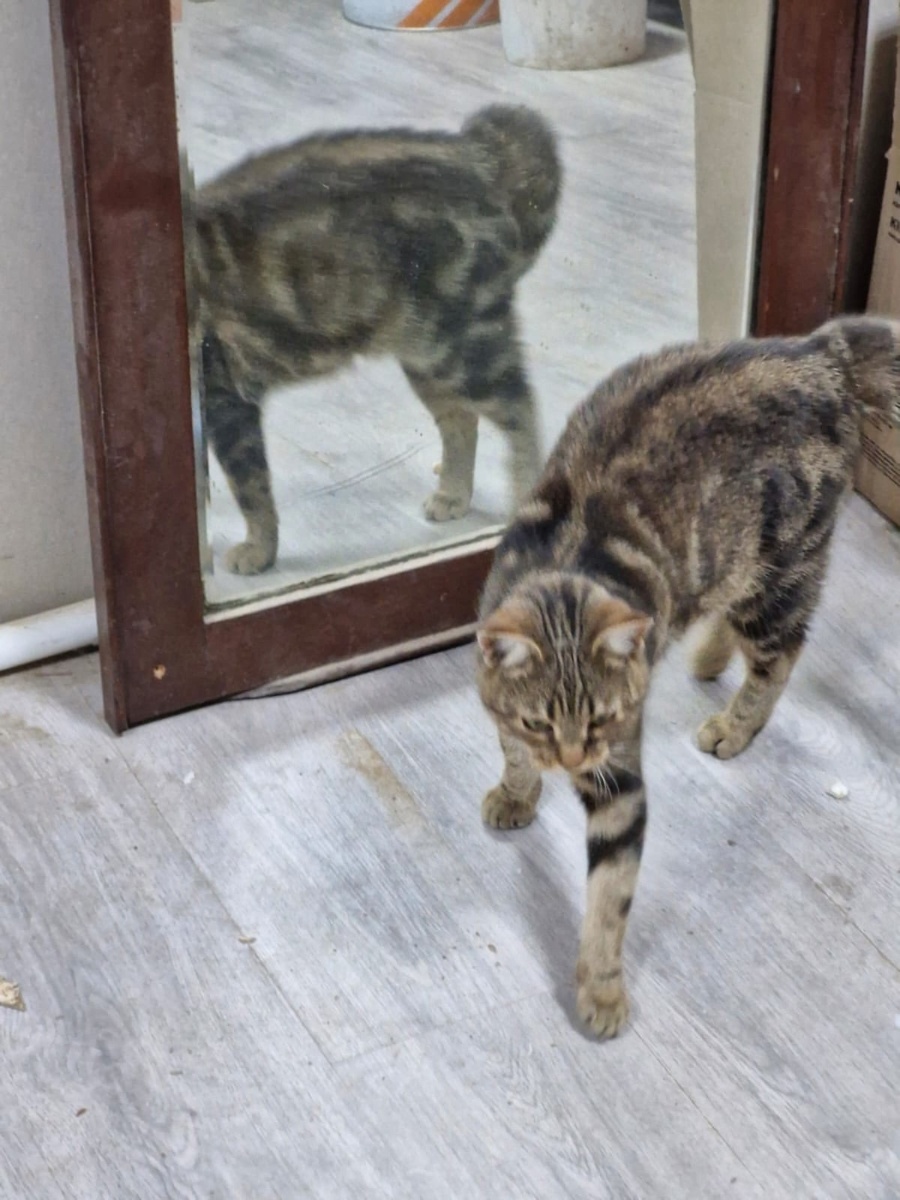 А может это барсук, а не кошечка??! ))))