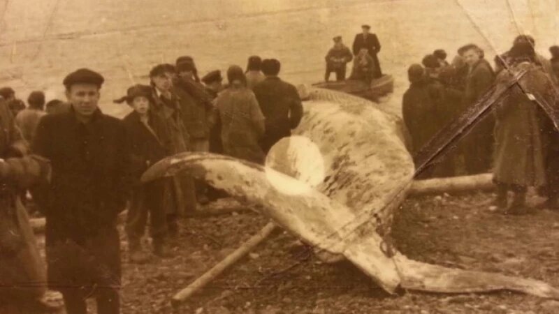     Кит заплыл в Енисей. Телеграм-канал / Юлия Верхушина, НГС 24