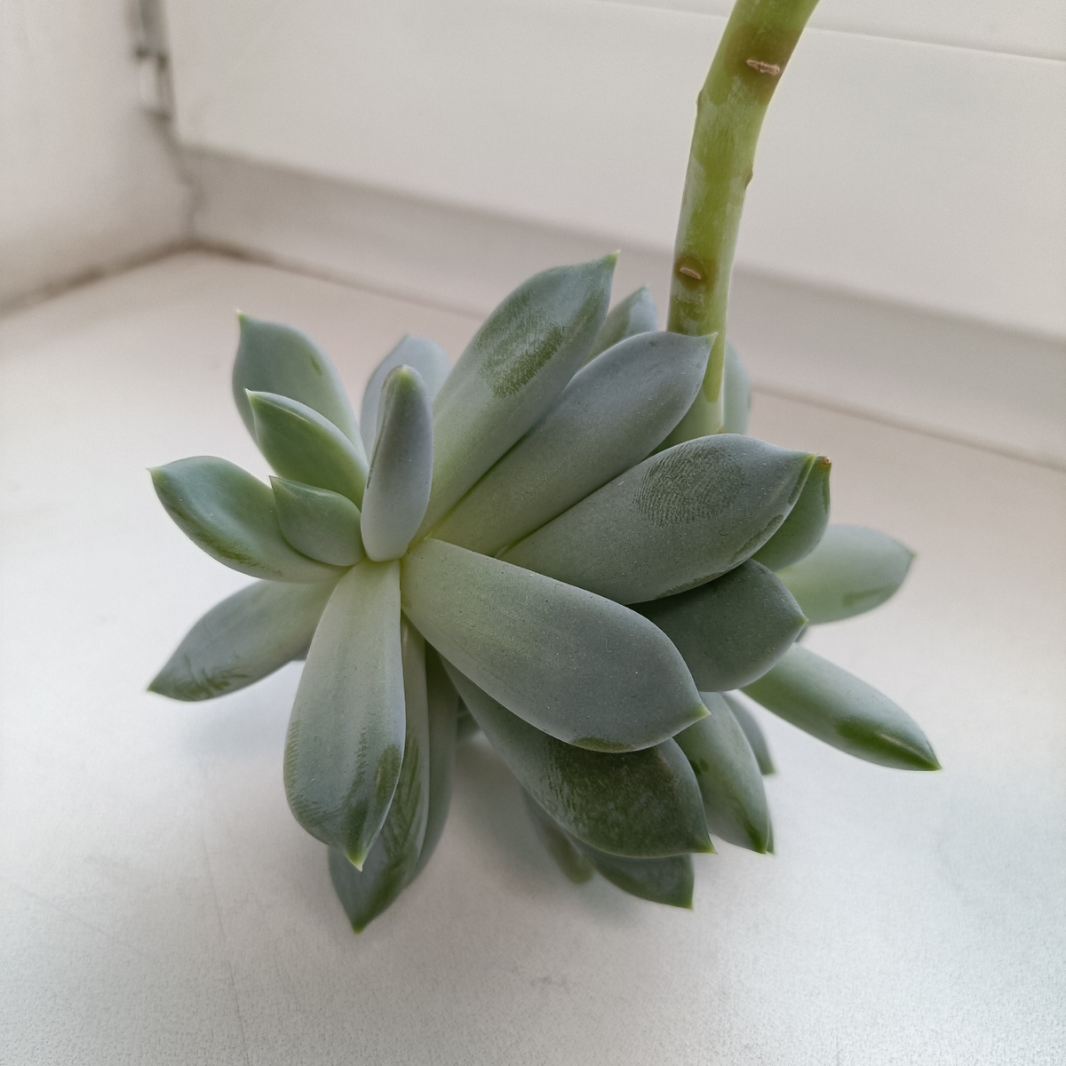 Это мой Василий. Он растёт куда-то не туда, но в целом вполне бодр