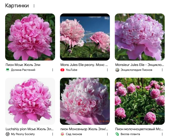Скриншот поиска google по запросу "M. Jules Elie peony"