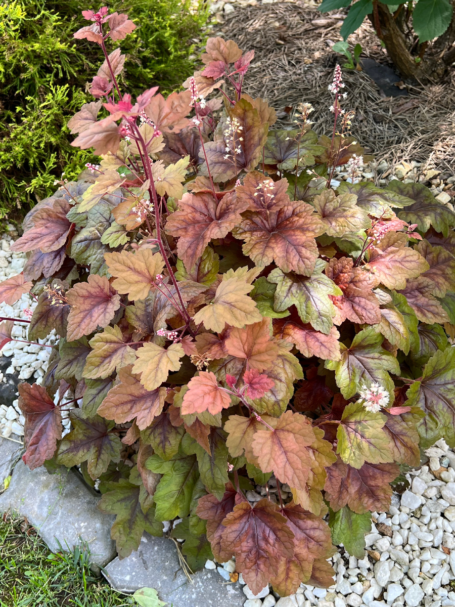 В моем саду