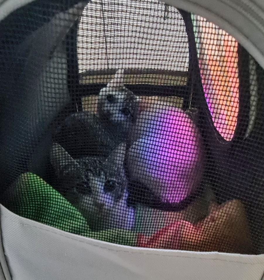 Мари и Мэри едут в клинику