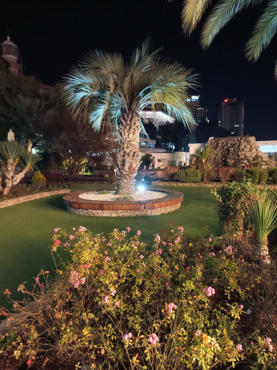 Цветы и зелень в декабре )