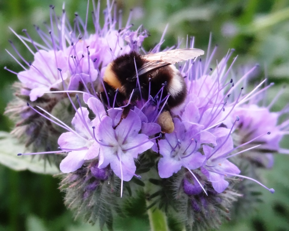 Фацелия это сидерат или сорняк или медонос?