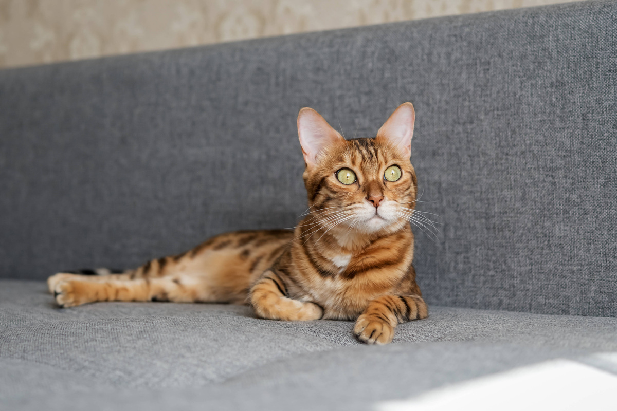     Как убрать шерсть кошки или собаки с диванов, ковров и чёрных брюк