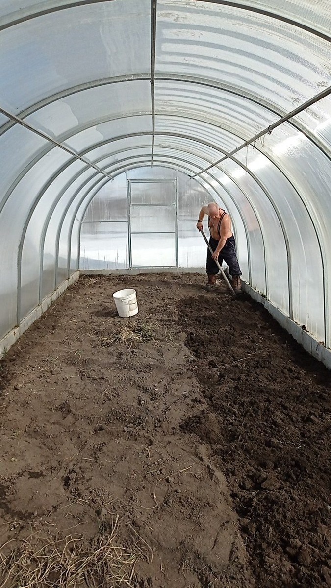 Везде мотоблоком обрабатываем, а в теплице копаем лопатами. Пырей выбираем, лезет из-под стен. Никак не избавимся от него. Я тоже копала, если что. С другого конца.