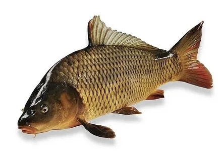 Фото взято из открытых источников.