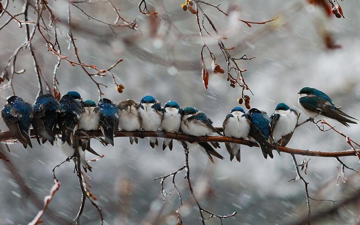 Утренний снегопад в Митрофанов день обещал мягкую зиму и раннюю весну.