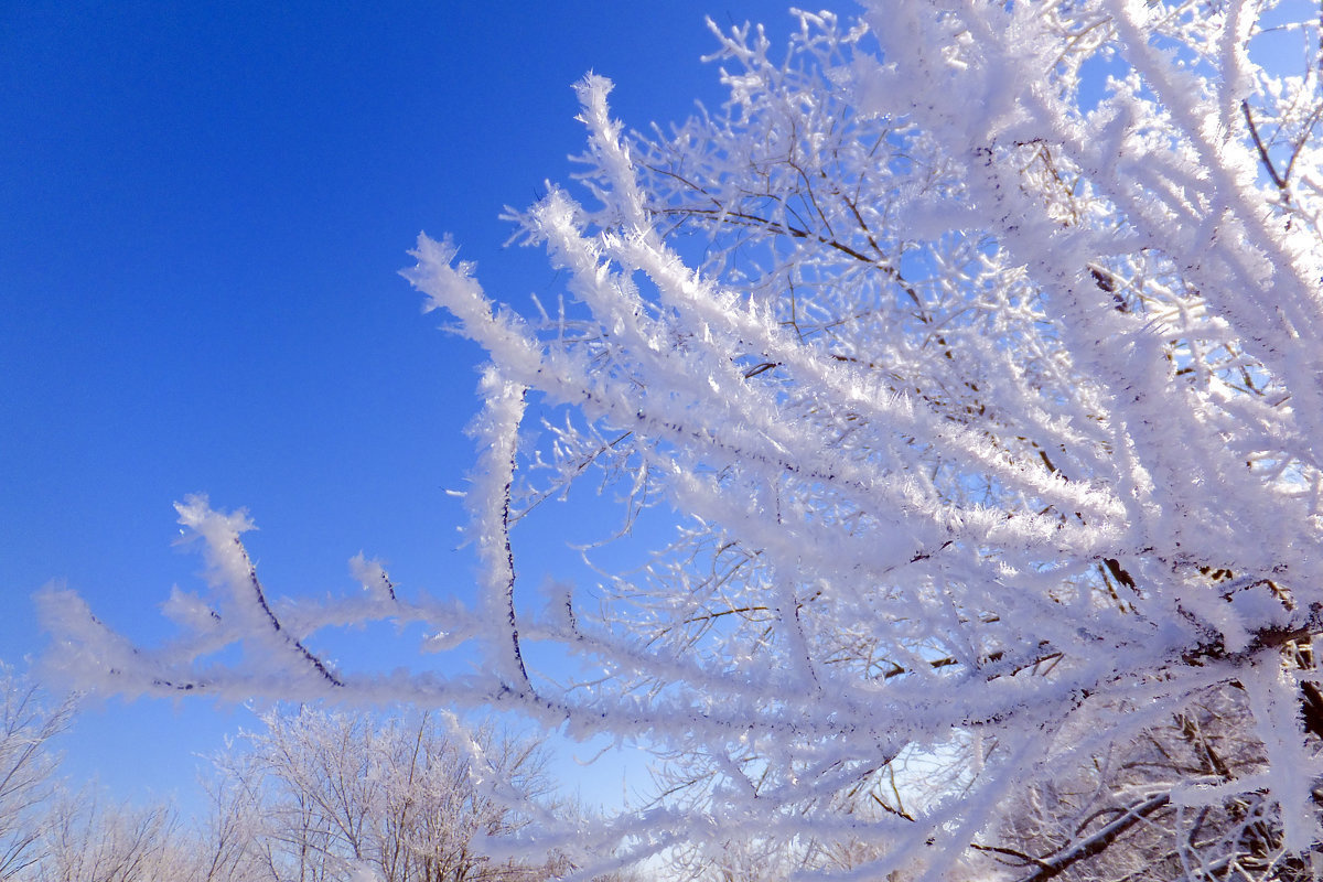 Обильный иней на деревьях в Митрофанов день символизировал хороший урожай в следующем году.