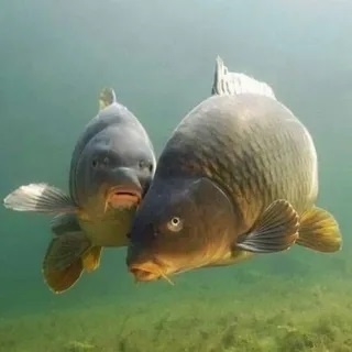 Фото взято из открытых источников.