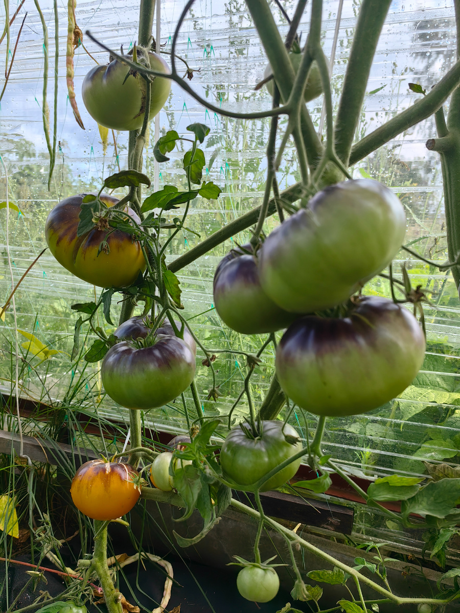 томат Чупа-Чупс 2024г