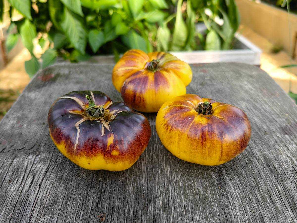 томат Чупа-Чупс 2023г