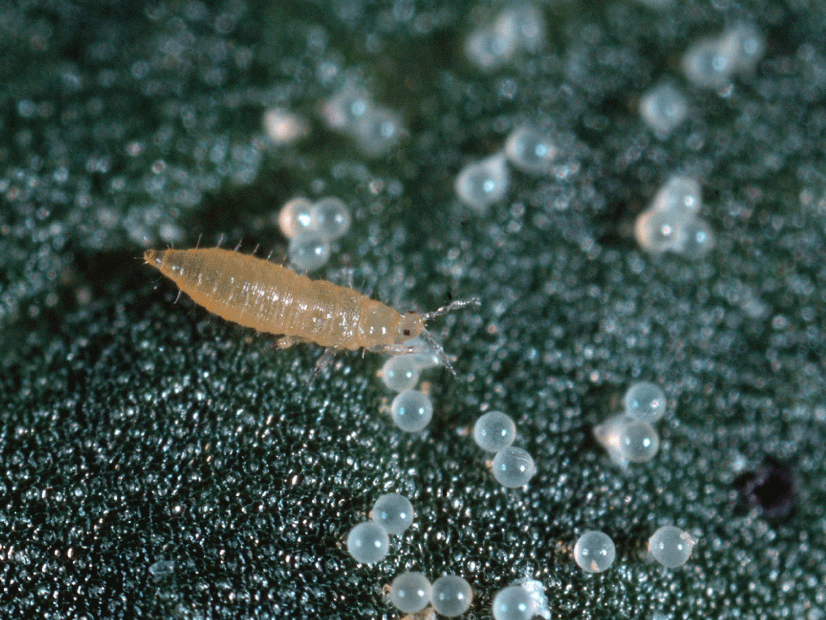 Самая цитируемая в интернете фотография личинки трипса с яйцами, вот такую картину я видела своими глазами