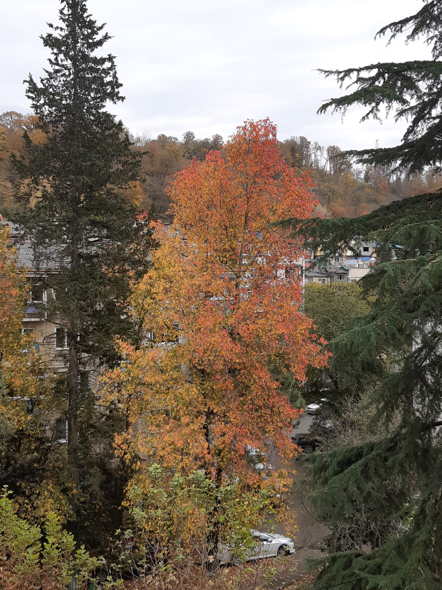 За этим кленом я наблюдаю каждую осень, последние 10 лет. 