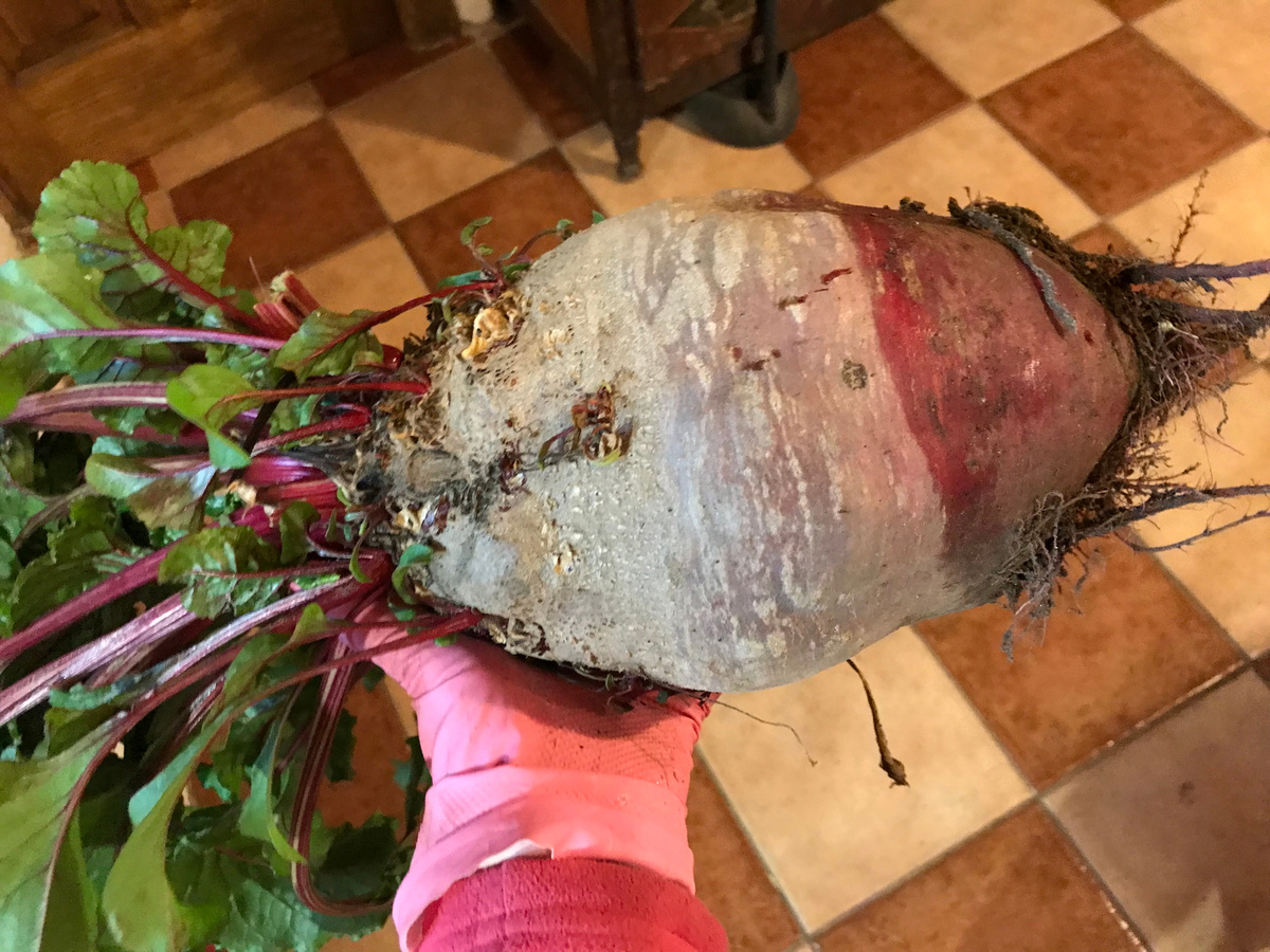 Тоже вполне себе tubérculo