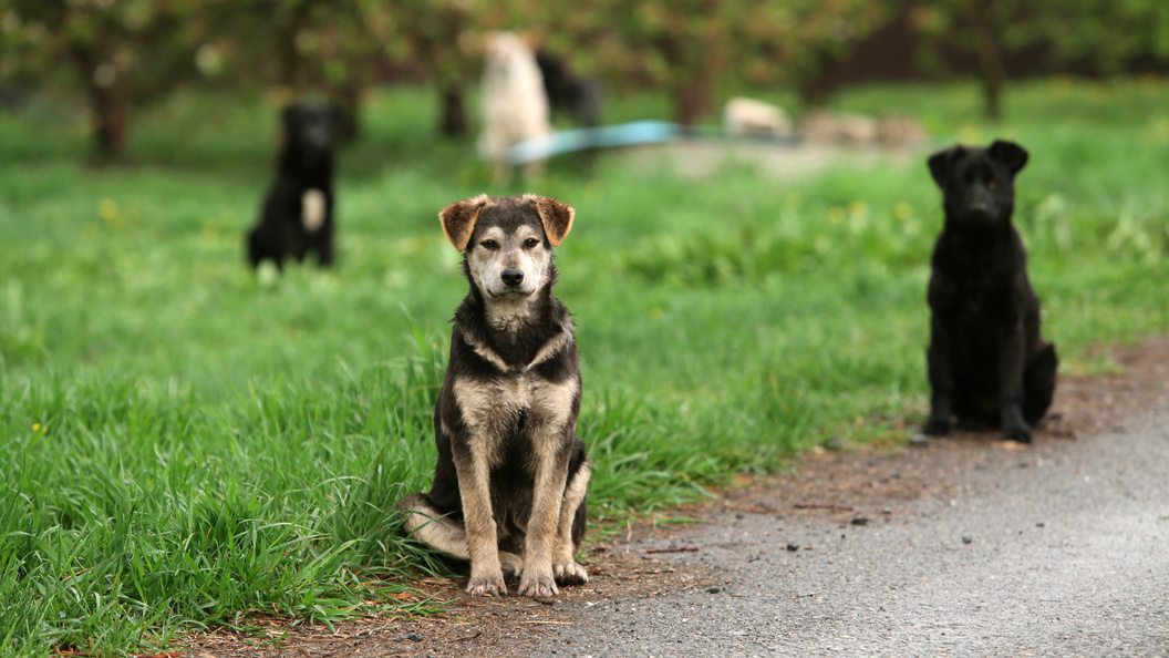   Nikolay Gyngazov/Global Look Press