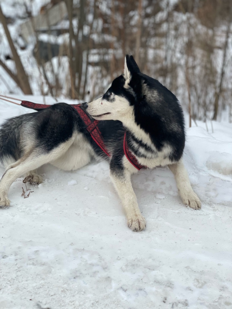 Мона, наша альфа самка. Каждый день с Биллом сражаются за право вожака стаи.. от того и не заживает щека. 