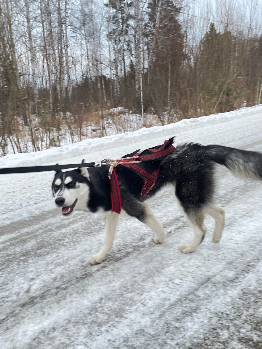 Тренируемся с Моной , изучаем каникросс.