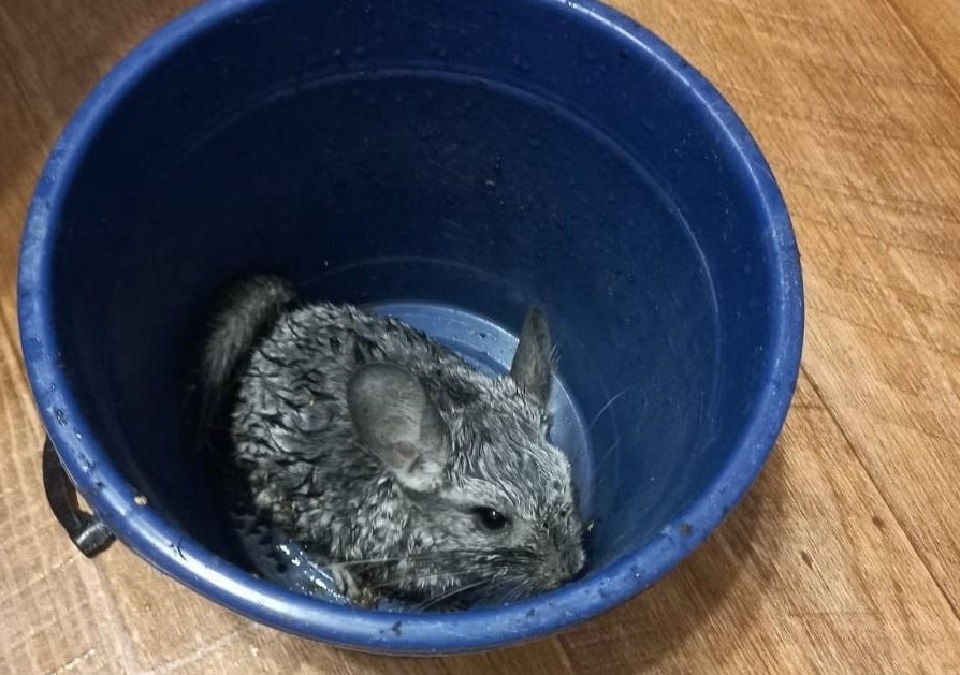 Содержимое странного ведра