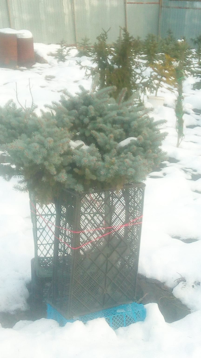 Глаука Глобоза на штамбе зимой в нашем саду.