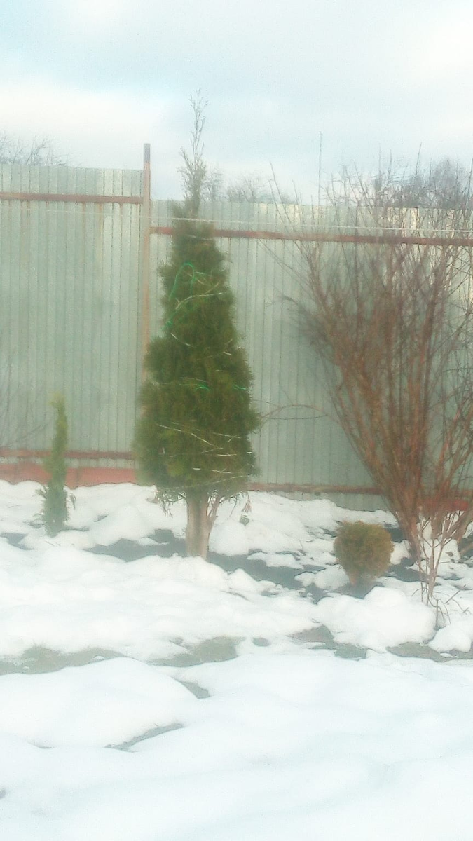 Смарагд и слева хлыстик - туя янтарь. справа шар - Мириам. 