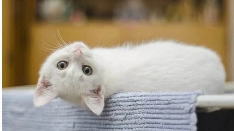     Кот. Белый котенок СС0