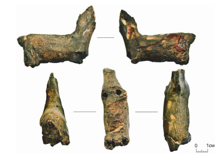 Рис. 2. Туловище лошади, фрагмент изделия глиняной пластики (городище Сопка-1) 
