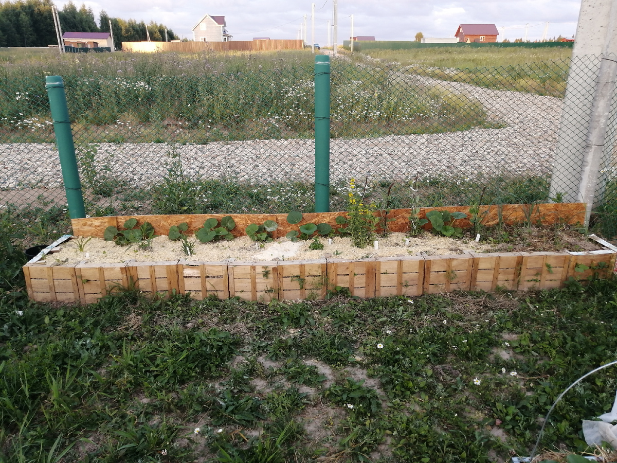 грядка возле забора на 08/07/22