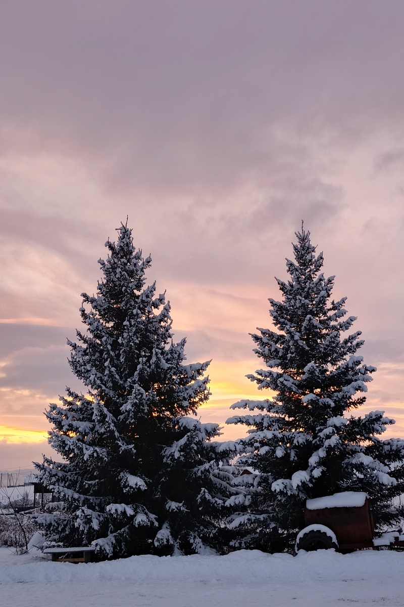 Ёлки наши одомашненные🤔