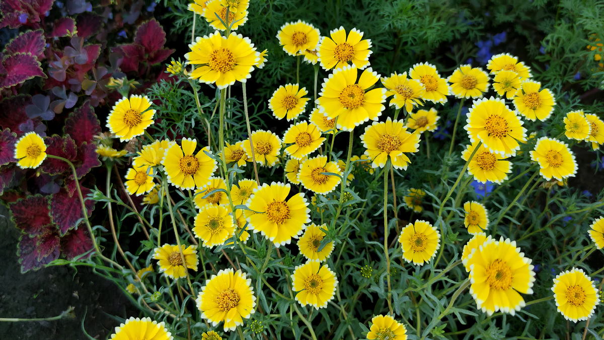 Лейя изящная - Layia platyglossa